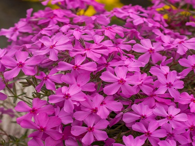 ​ASLAPU FLOKSIS / Phlox subulata „SPRING DARK PINK”