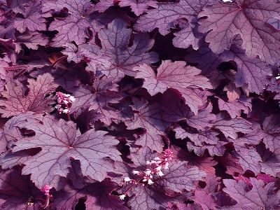 ​HEIHERELLA „PLUM CASCADE