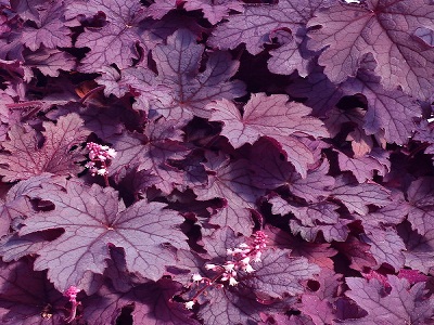 ​HEIHERELLA „PLUM CASCADE