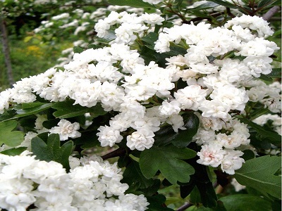 ​VILKĀBELE DIVIRBUĻU / Crataegus laevigata PLENA