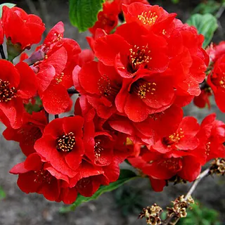 Cidonijas