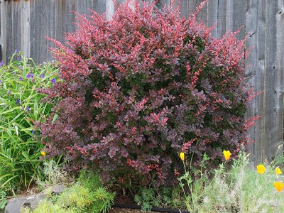 ​BĀRBELE TUNBERGA / Berberis thunbergii „RED CHIEF”