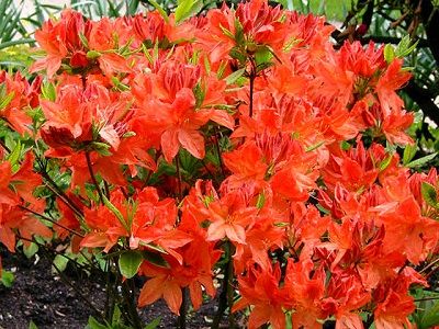 ​RODODENDRS –ACĀLIJA / AZALEA MOLLIS “ TUNIS ”