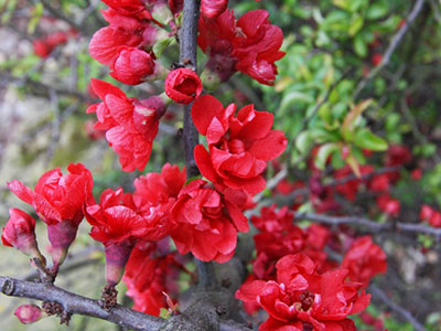 JAPĀNAS KRŪMCIDONIJA / CHAENOMELES JAPONICA „RED JOY”