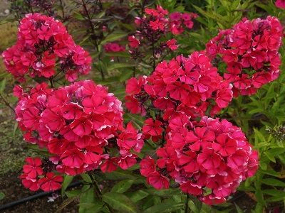 FLOKSIS SKARAINAIS  /  PHLOX PANICULATA                                                                                  „    “STAR FIRE”