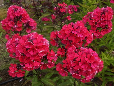 FLOKSIS SKARAINAIS  /  PHLOX PANICULATA                                                                                  „    “STAR FIRE”