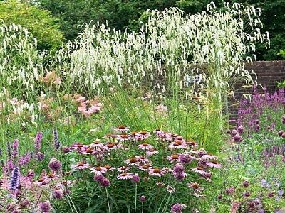 ​BRŪNVĀLĪTE SMALKLAIPAINĀ / SANGUISORBA TENUIFOLIA „ALBA” - stādaudzētav-siguldas-dārznieks_daudzgadīgi stādi