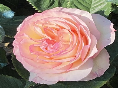 ​FLORIBUNDROZE PERFUME KISSES