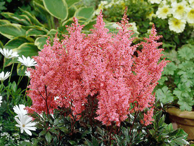 ASTILBE ARENDSII „LOLLIPOP”