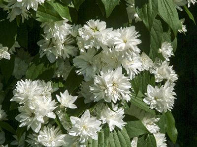 FILADELFS MEITEŅU "MINNESOTA SNOWFLAKE"
