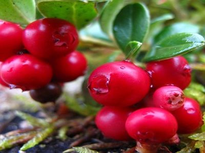 ​BRŪKLENE / Vaccinium vitis -idea „RED PEARL”