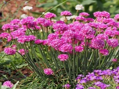 ARMĒRIJA JŪRMALAS / Armeria maritima „MORNING STAR ROSE”-siguldasdarznieks