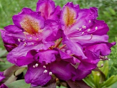 ​RODODENDRS /RHODODENDRON „LIBRETTO”