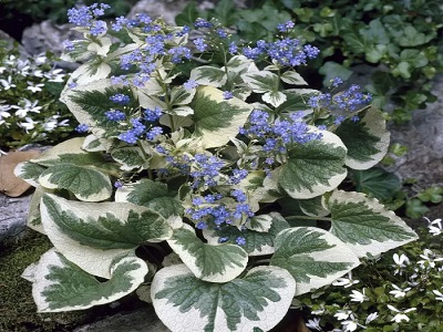 brunere variegata
