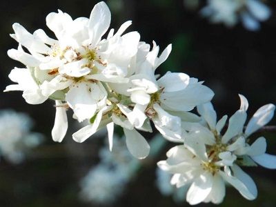 KORINTE GLUDĀ/KAILĀ / Amelanchier Leavis „EDELWEIS”