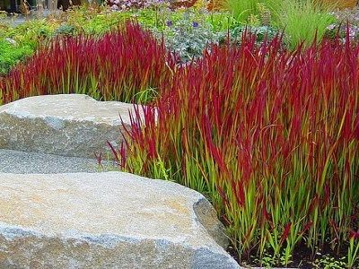 IMPERATA CILINDRISKĀ RED BARON