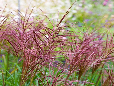 ​MISKANTE ĶĪNAS / MISCANTHUS SINENSIS „BRAZIL”