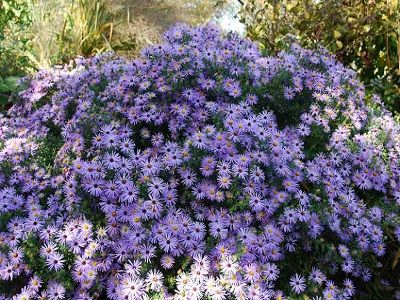 ​ZZIEMASTERE GARENLAPU / ASTER OBLONGIFOLIUS “OCTOBER SKIES”