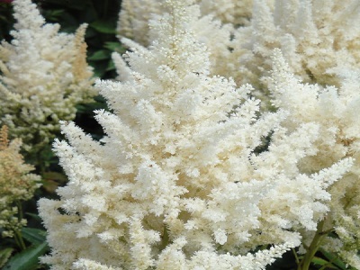 ASTILBE  / Astilbe „HAPPY DAY”