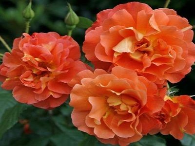 krūmu roze WESTERLAND_stādaudzētava siguldas dārznieks_roosa_rozes