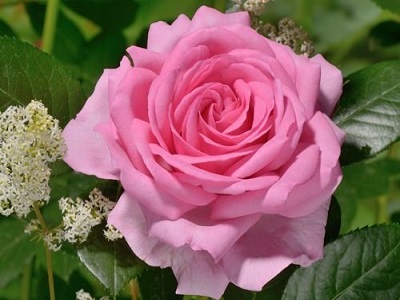 roze-Ghita renaissance-rožu stādi-rožu krumi-siguldasdarznieks-roosa