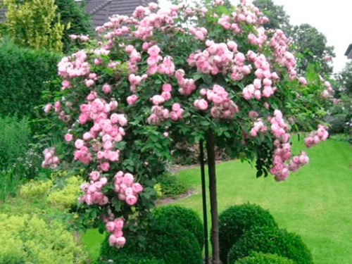 Augstumbra rozes