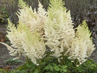 ASTILBE Creamy Pearls siguldasdarznieks stādu audzētava Siguldā ziemciešu stādi