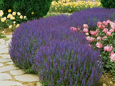 ​SALVIJA IZCILĀ / SALVIA SUPERBA „MIDNIGHT PURPLE”