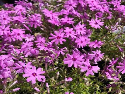 aslapu floksis spring purple_siguldasdarznieks