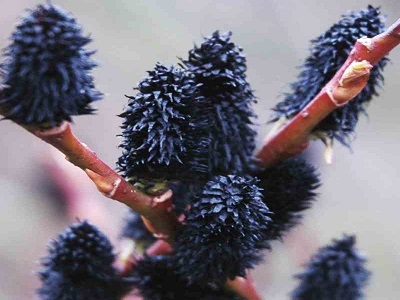​VĪTOLS SMALKIRBUĻU / Salix gracilistyla „MELANOSTACHYS” melnais vītols