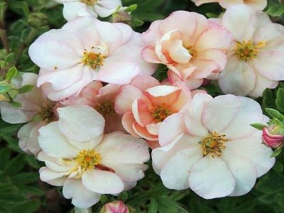 ​KLINŠROZĪTE PARASTĀ / Potentilla fruticosa „DOUBLE PUNCH PASTEL”