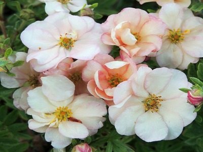 ​KLINŠROZĪTE PARASTĀ / Potentilla fruticosa „DOUBLE PUNCH PASTEL”