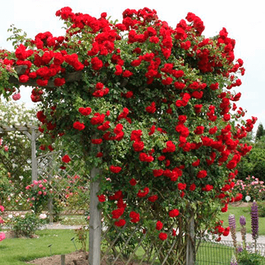 Vīteņrozes
