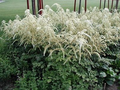 ASTILBE THUNBERGA / Astilbe Thunbergii „PROFESSOR VAN DER WIELEN” _ASTILBES STĀDI_ZIEMCIEŠU STĀDI_DAUDZGADĪGI STĀDI_STĀDI RĪGĀ_DEKORATĪVI STĀDI DĀRZAM