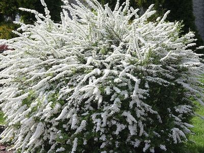 ​SPIREJA PELĒKĀ /SPIRAEA x CINEREA „GREFSHEIM”