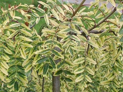 PĪLĀDZIS PARASTAIS /SORBUS AUCUPARIA „PENDULA VARIEGATA”