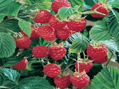 VASARAS AVENE / Rubus idaeus „NORNA”