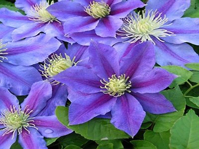 KLEMATIS / CLEMATIS „BALTYK”