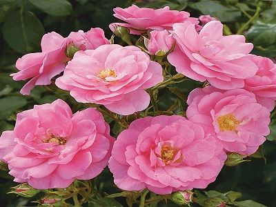 Mirato_siguldasdarznieks_rožu stādi_klājeniska roze_rose