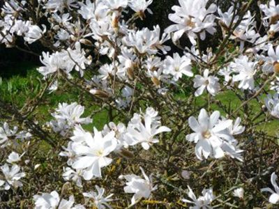 ​MAGNOLIJA ZVAIGŽŅU /MAGNOLIA STELLATA