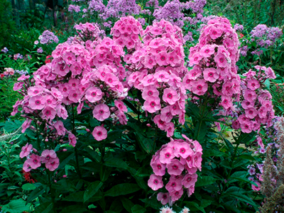 FLOKSIS SKARAINAIS „FONDANT FANCY”