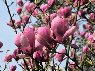 ​MAGNOLIJA SULANŽA / Magnolia x soulangeana „LENNEI”