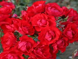 floribundroze_​BLACK FOREST ROSE_rožu-stādi-rozes siguldā_siguldasdarznieks