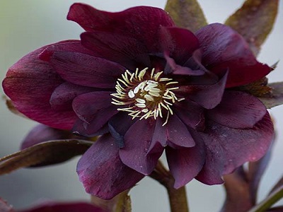 ZIEMZIEDE AUSTRUMU / Helleborus orientalis „DOUBLE ELLEN PURPLE”