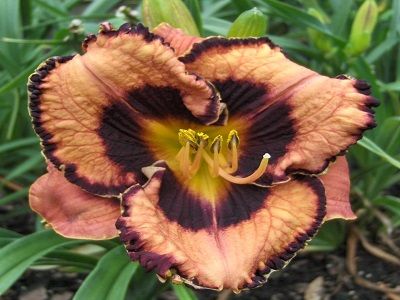 ​DIENZIEDE / Hemerocallis „AWESOME BLOOSOM”