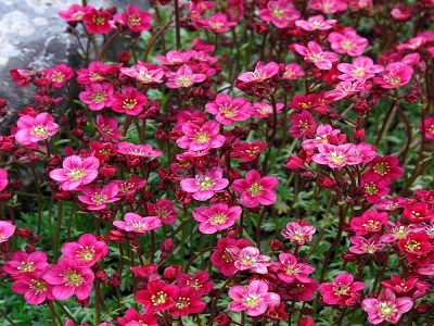 akmeņlauzīte alpino deep rose