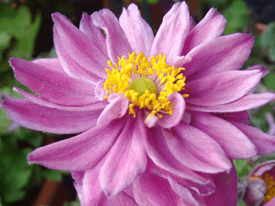 Anemone „MONTE ROSE”