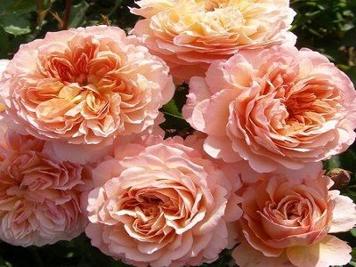 rozes_PEACH MELBA_vīteņroze_siguldasdarznieks_roū stādi_rose