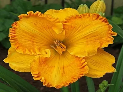 dienziede orange nassau