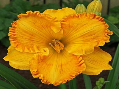 dienziede orange nassau